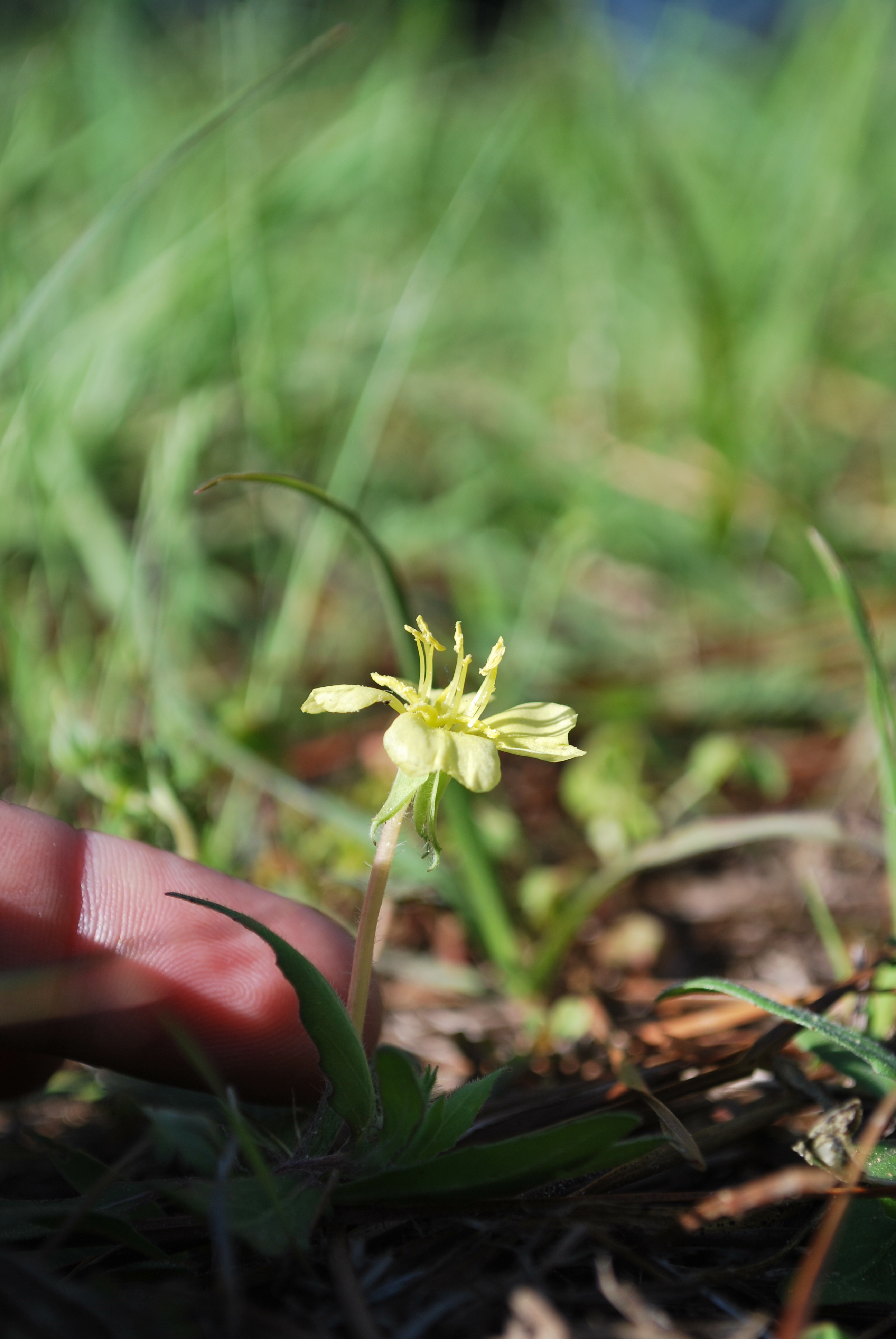 Flower and Habit sideview